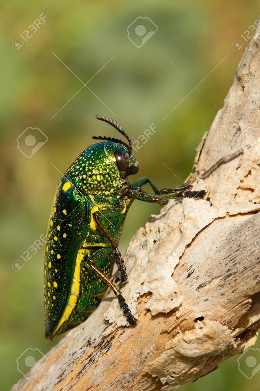 タンザニアのタマムシ Sternocera tricolor 2025年最新】玉虫 昆虫の