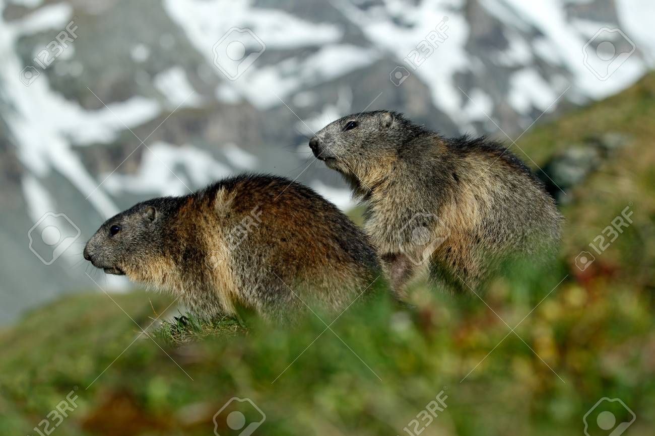 Deux Marmottes Dans Le Paysage De Montagne Avec Une Belle Lumière Arrière Animaux De Combat Marmotte Marmota Marmota Dans Lherbe Avec Des Habitats