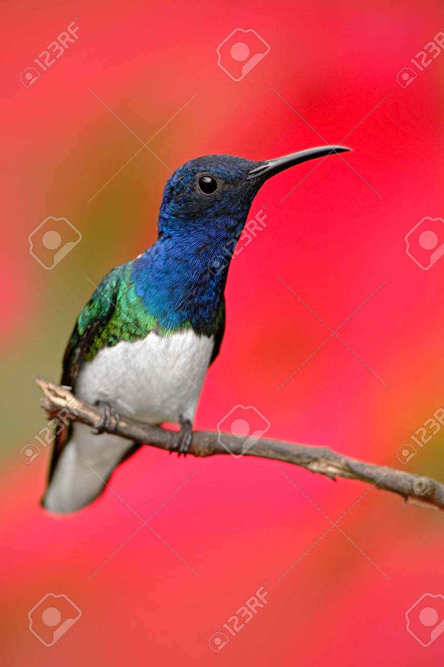 Colibri Jacobin à Col Blanc Florisuga Mellivora Assis à Côté De La Belle Fleur Dhibiscus Rouge Avec Fond De Floraison Vert Tandayapa En Equateur