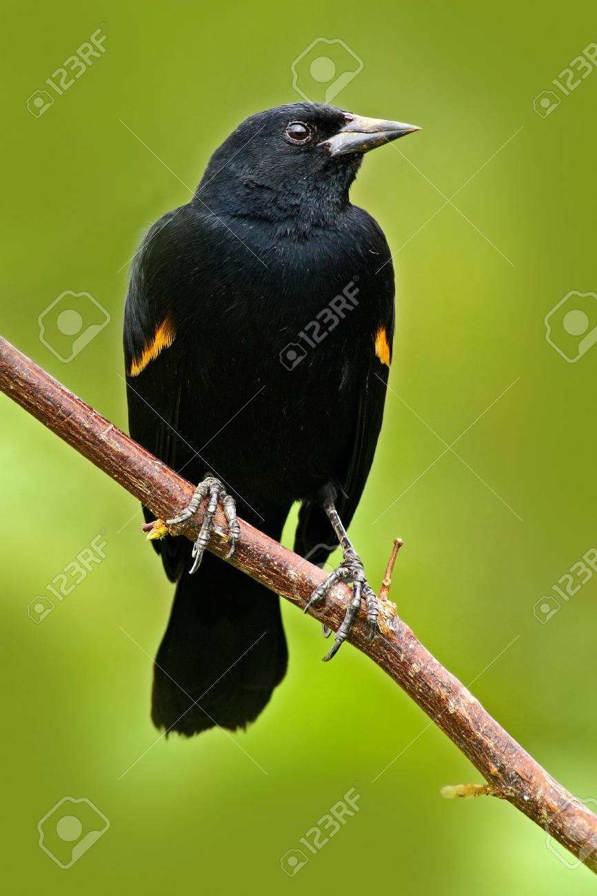 熱帯の森から黒い鳥 赤と黒歌鳥 赤い翼クロウタドリ Agelaius Phoeniceus エキゾチックな熱帯の赤と黒の鳥の曲の形式 コスタリカ 緑の森の自然の生息地で の写真素材 画像素材 Image