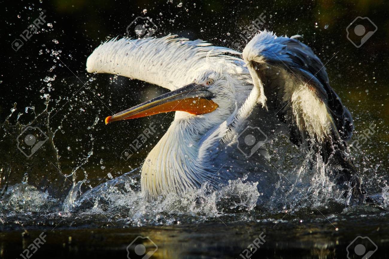 緑の水のペリカン 水の中で水しぶきホワイト ペリカン 暗い水が自然の生息地 ルーマニアで鳥 水の生息地の鳥 ルーマニアから野生動物のシーン 自然の中で白いペリカンは の写真素材 画像素材 Image