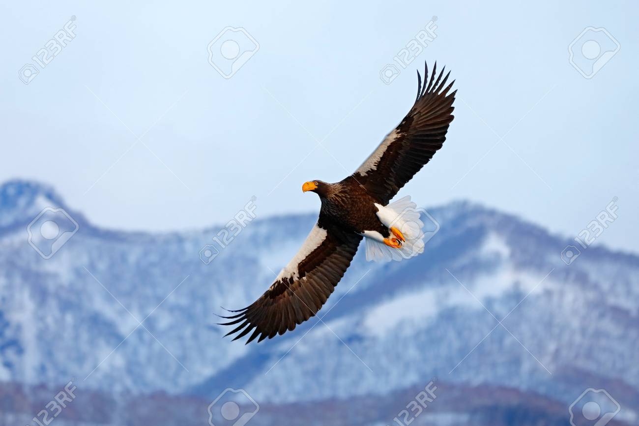 Voler Laigle Rare Aigle De Mer De Steller Haliaeetus Pelagicus Oiseau De Proie En Vol Ciel Bleu à Larrière Plan Hokkaido Japon Eagle Avec