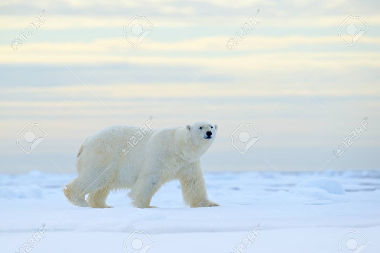 北極スバルバールの水と雪と流氷の端にホッキョクグマ 自然の生息地 ノルウェーの白い動物 ノルウェーの自然の野生動物のシーン 氷の上を歩くホッキョクグマ 美しい夜空 の写真素材 画像素材 Image