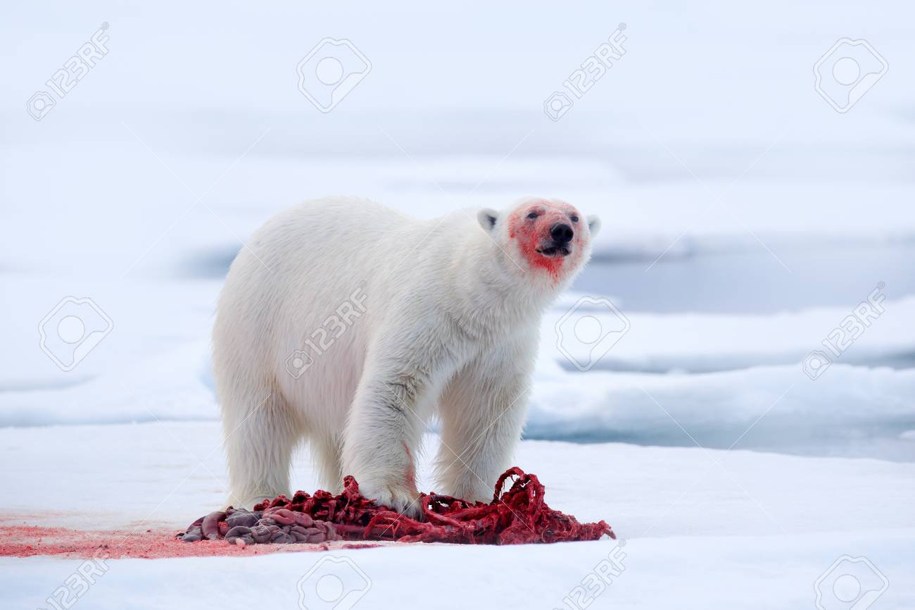 91827527-white-polar-bear-on-drift-ice-with-snow-feeding-kill-seal-skeleton-and-blood-svalbard-norway-bloody-.jpg