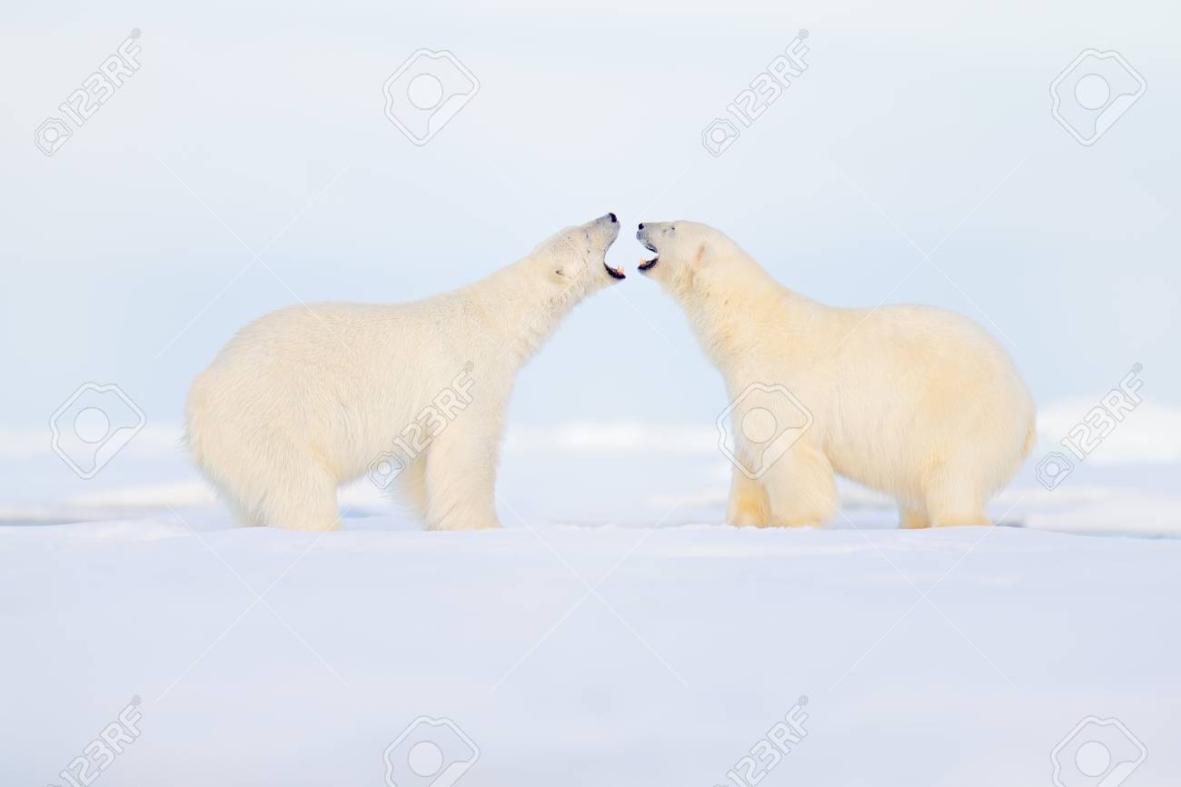 二匹のホッキョクグマが氷の上で戦う ノルウェー 北極スバルバールの動物行動 ホッキョクグマはスヴァルバールの開いている野間と衝突する 危険な動物と寒い冬 の写真素材 画像素材 Image