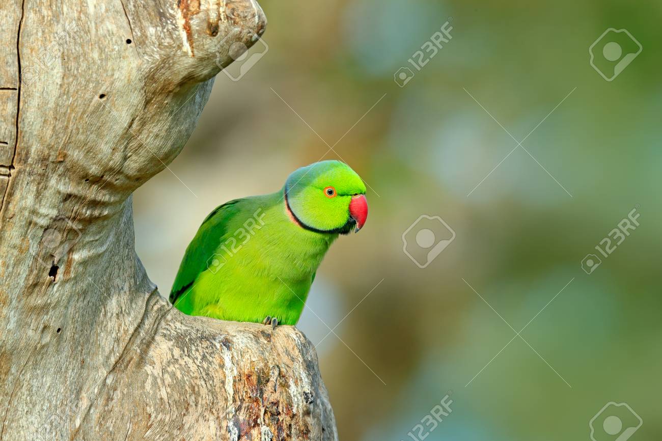 Papagaio Verde Que Senta Se No Tronco De Arvore Com Fundo Verde Parakeet Rosa Rodeado Krameri Do Psittacula Papagaio Bonito No Habitat Da Floresta Do Verde Da Natureza Sri Lanka Asia Papagaio Cena Da
