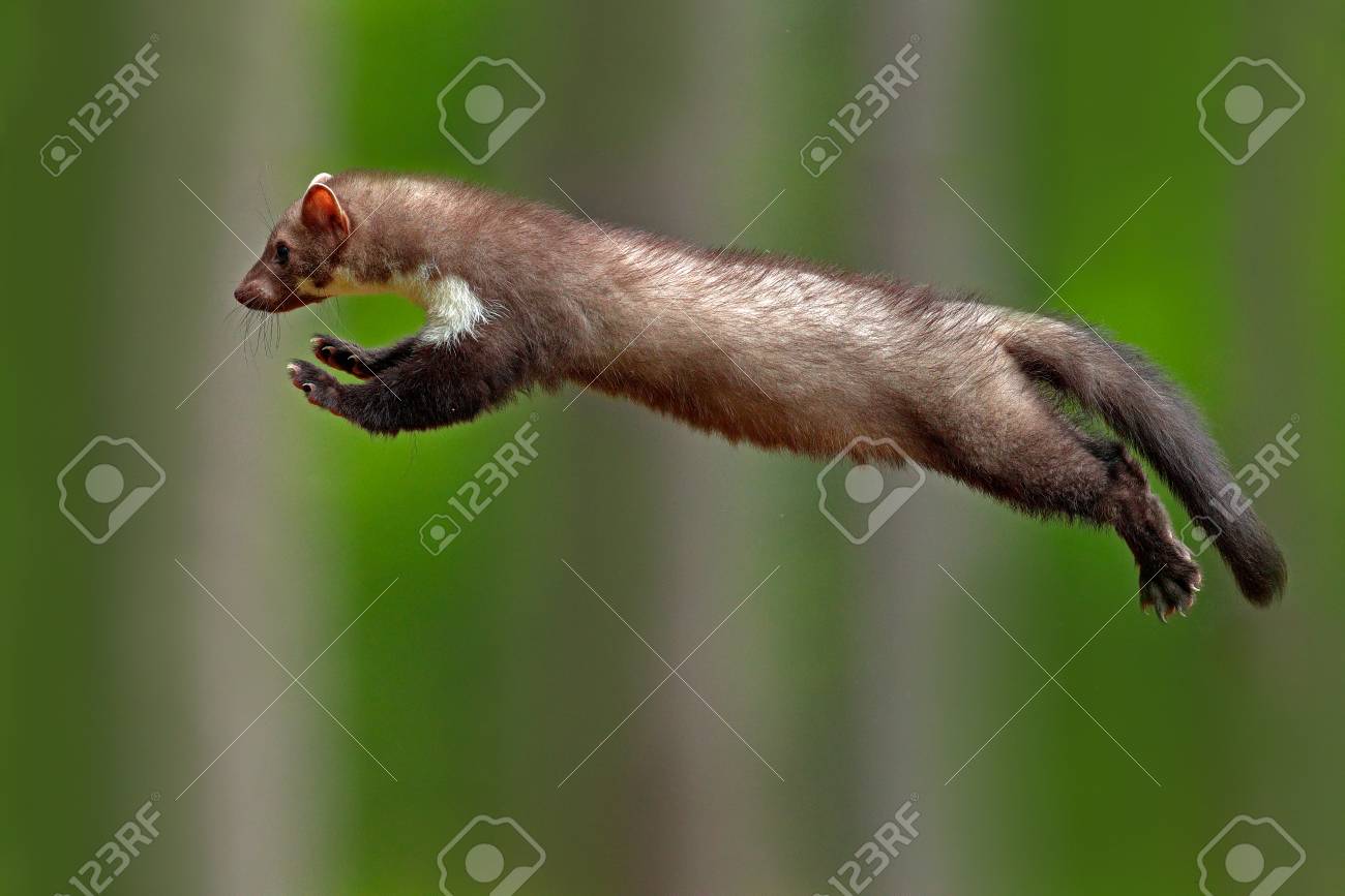 ジャンプブナマルテン 小さな日和見捕食者 自然の生息地 典型的なヨーロッパの森林環境で 石のマルテン マルテスフォイナ ジャンプ 飛ぶかわいい森の動物の研究 アクション野生動物のシーン の写真素材 画像素材 Image