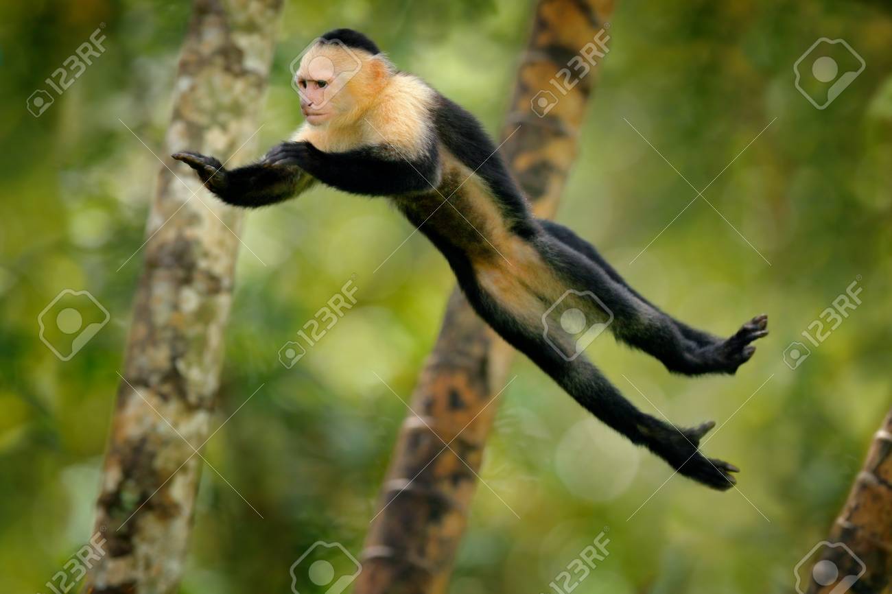 Monkey Jump Mammal In Fly Flying Black Monkey White Headed