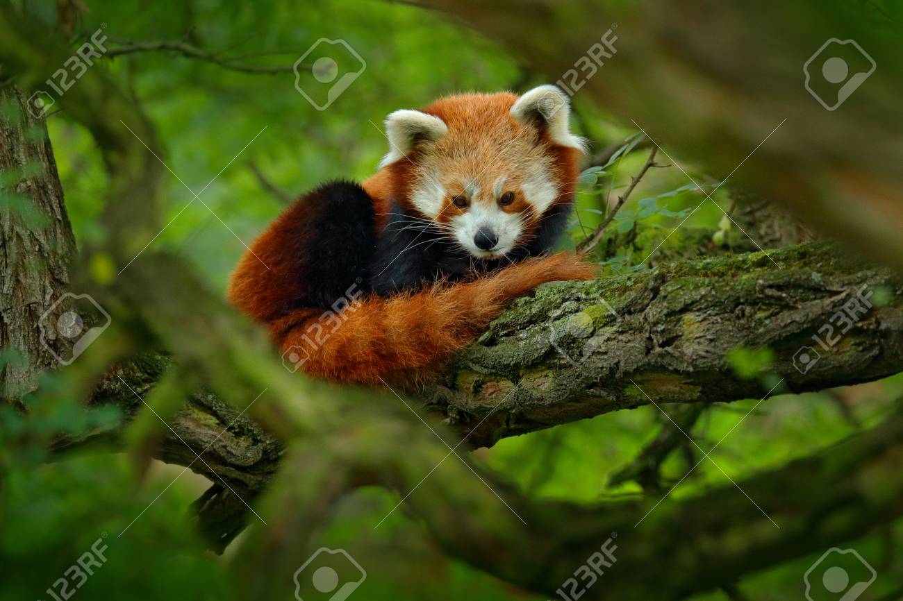 Red panda lying on the tree with green leaves. Cute panda bear in forest habitat. Wildlife scene in nature, Chengdu, Sichuan, China. - 92554874 Red panda lying on the tree with green leaves. Cute panda bear in forest habitat. Wildlife scene in nature, Chengdu, Sichuan, China. - 92554874