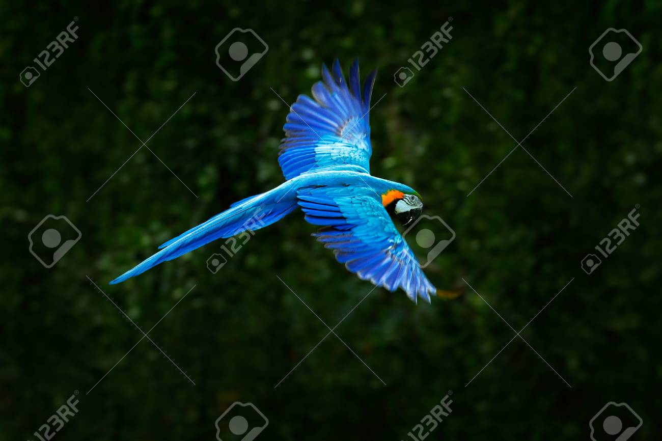 Big Blue Parrot In Fly Ara Ararauna In The Dark Green Forest Habitat Beautiful Macaw Parrot From Pantanal Brazil Bird In Flight Action Wildlife Scene From South America Stock Photo Picture And