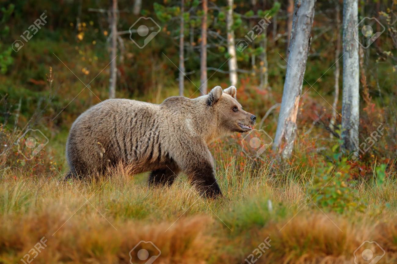 森の中でクマ 秋の色で湖の周りを歩く美しい大きなヒグマ 自然の森と牧草地の生息地で危険な動物 スウェーデンからの野生動物のシーン クマと秋の森 の写真素材 画像素材 Image