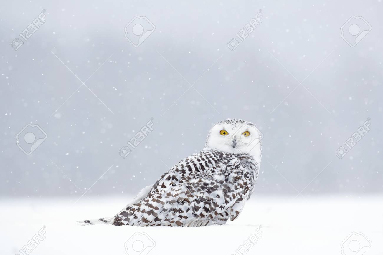 白いフクロウと冬のシーン シロフクロウ Nyctea Scandiaca まれな鳥風 マニトバ州 カナダの雪雪の上で座っています 雪に覆われた自然から野生動物のシーン 白黄色の目 の写真素材 画像素材 Image
