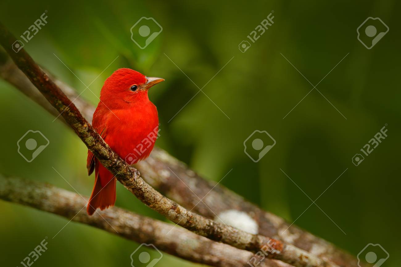 Tangara Dété Piranga Rubra Oiseau Rouge Dans Lhabitat Naturel Tangeur Assis Sur Le Palmier Vert Observation Doiseaux Au Costa Rica Scène De La