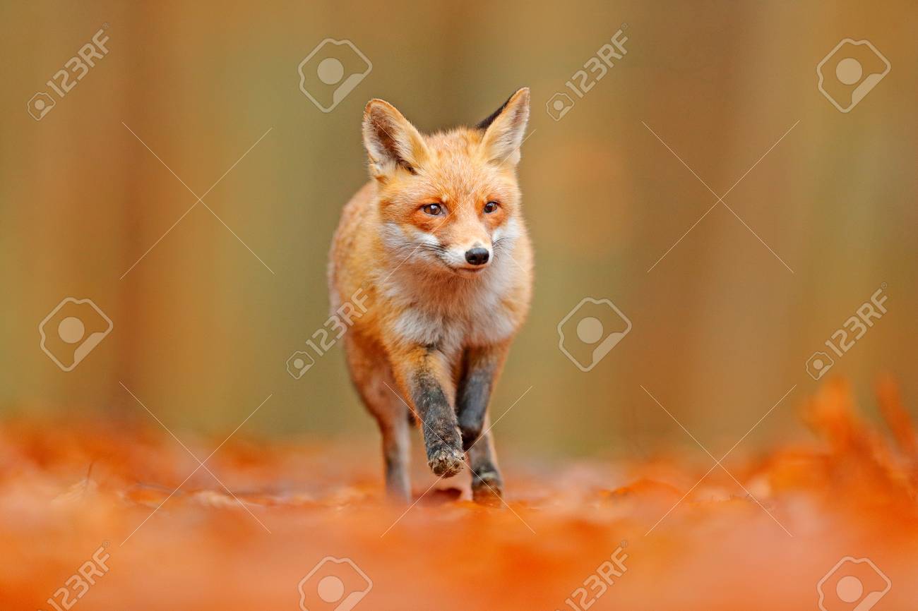 オレンジ色の紅葉で走る赤いキツネ。かわいいレッドフォックス