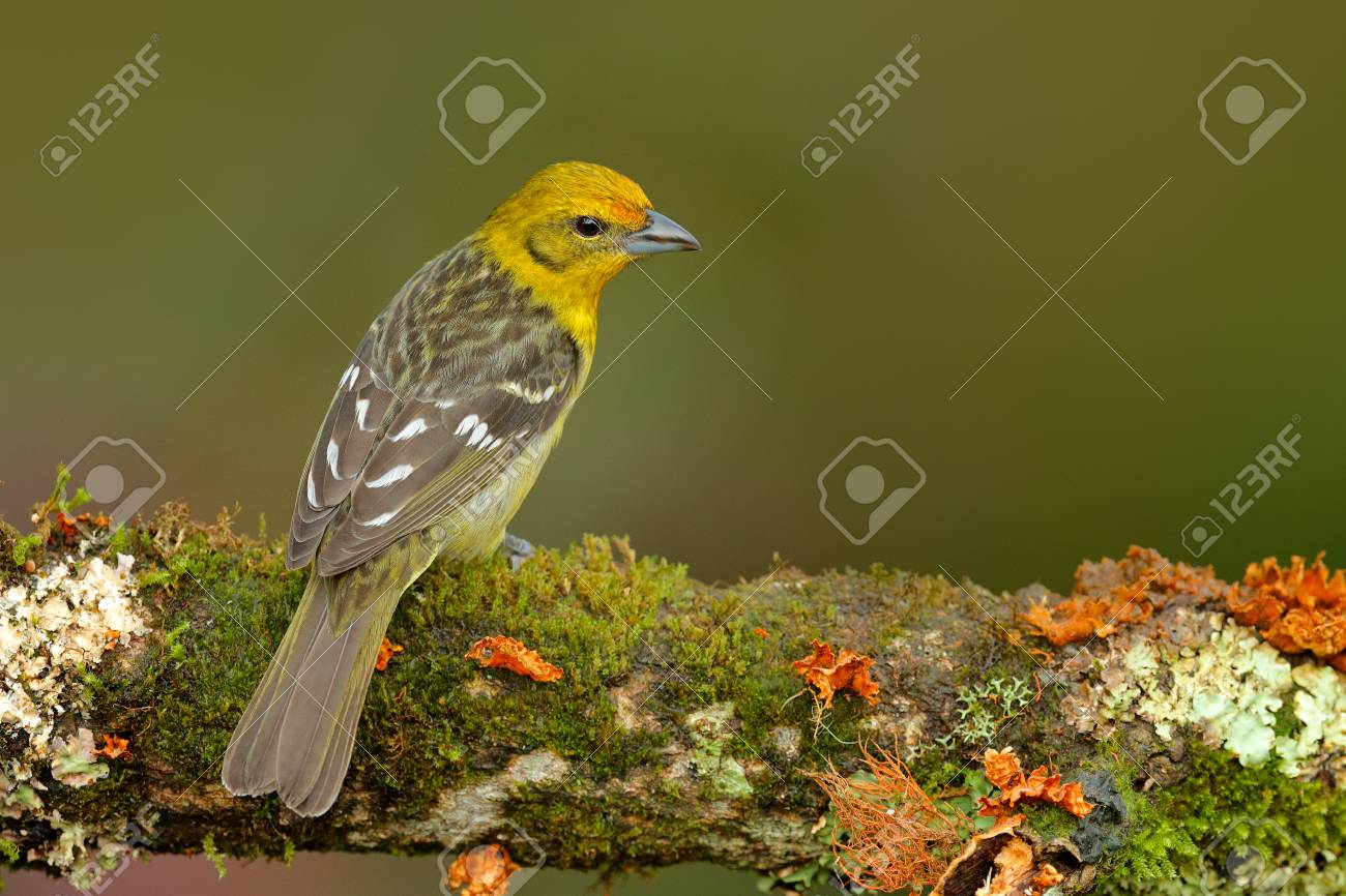 Tanager Sitting On Beautiful Moss Branch With Clear Background Stock Photo Picture And Royalty Free Image Image Tanager Sitting On Beautiful Moss Branch With Clear Background Stock Photo Picture And Royalty Free Image Image