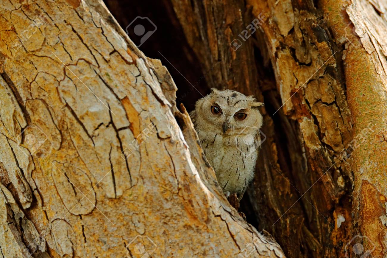 インドからの鳥 濃い緑の熱帯林の木の上に座っている魚フクロウ 夜のフクロウの画像 インドのスコップフクロウ オータス バッカモエナ アジアの 珍しい鳥 自然の森の生息地でインドの美しいフクロウ の写真素材 画像素材 Image インドからの鳥 濃い緑の熱帯林の木の上に座っている魚フクロウ 夜のフクロウの画像 インドのスコップフクロウ オータス バッカモエナ アジアの 珍しい鳥 自然の森の生息地でインドの美しいフクロウ の写真素材 画像素材 Image