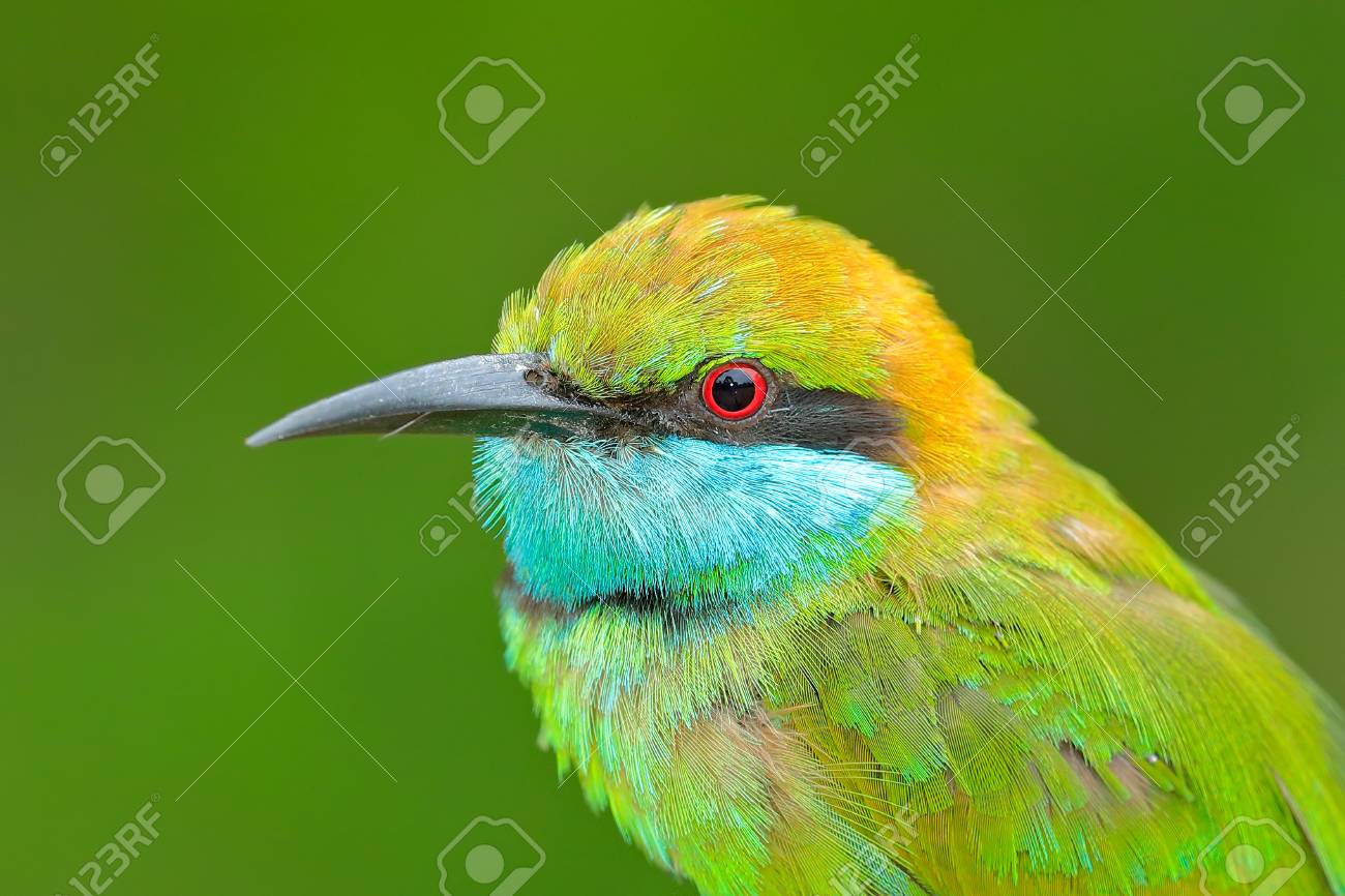 Portrait Of Beautiful Bird From Sri Lanka Little Green Bee Eater