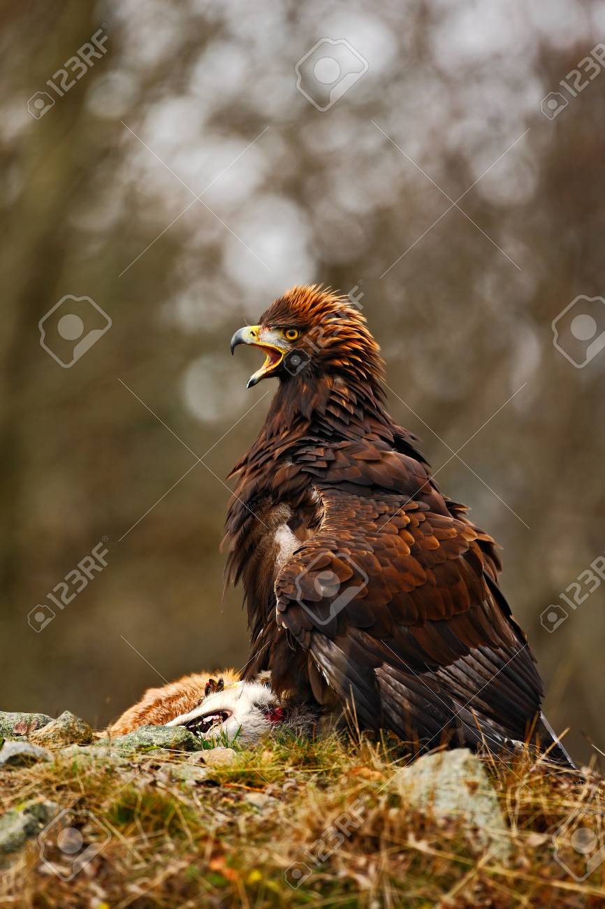 Eagle With Catch Golden Eagle Aquila Chrysaetos Bird Of Prey