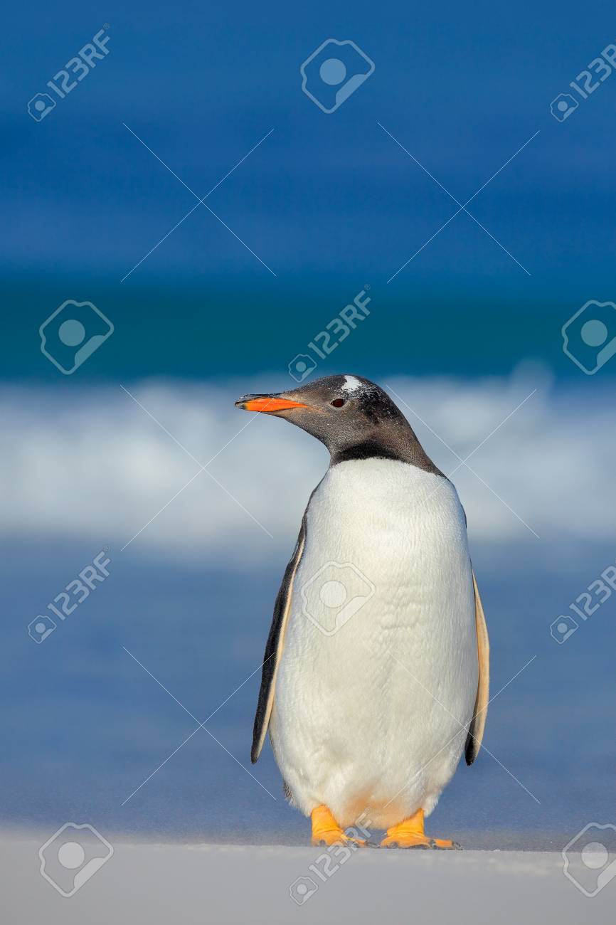 海のペンギン 青い波鳥 海の野生動物 面白い画像 ジェンツー ペンギンは フォークランド島の海を泳ぎながら青い水の中からジャンプします 自然からアクション野生動物シーン の写真素材 画像素材 Image