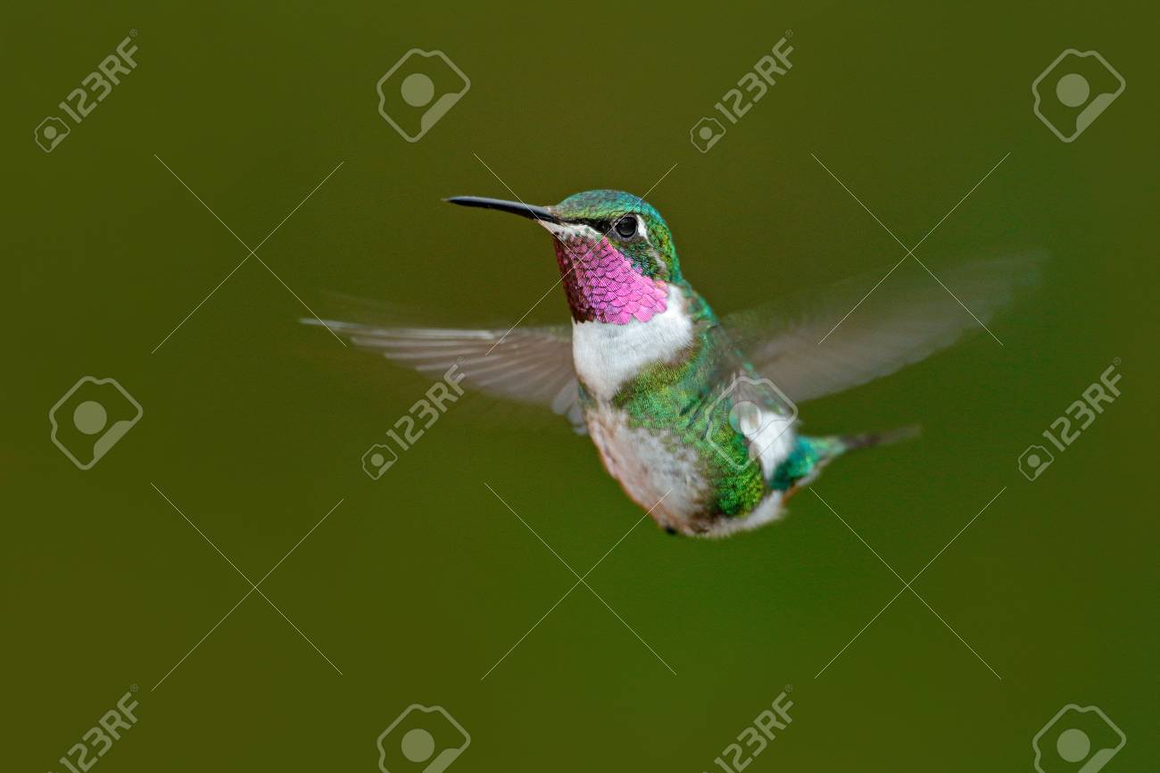 小さなハチドリホワイトベリーウッドスター チャエトセルカス マルサント 明確な緑の背景を持つハチドリ タンダヤパ エクアドルからの鳥 自然の野生動物のシーン 南米のバードウォッチング の写真素材 画像素材 Image