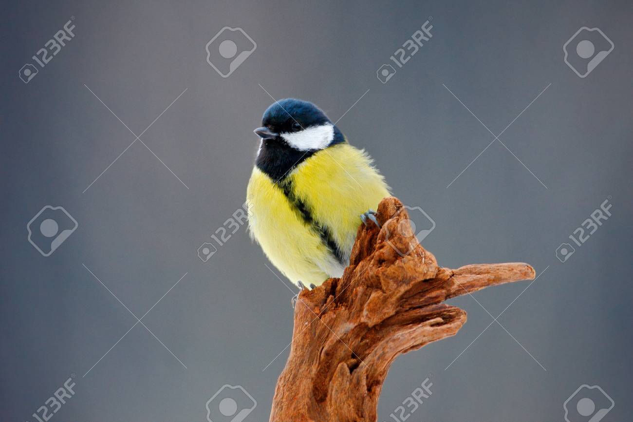 Great Tit Parus Major Black And Yellow Songbird Sitting On