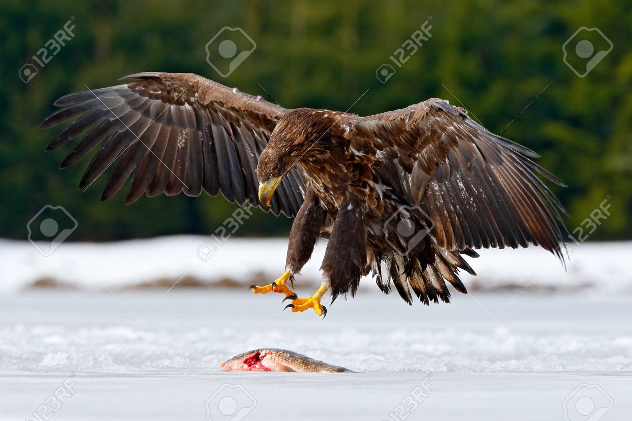 White Tailed Eagle With Catch Fish In Snowy Winter Snow In Forest