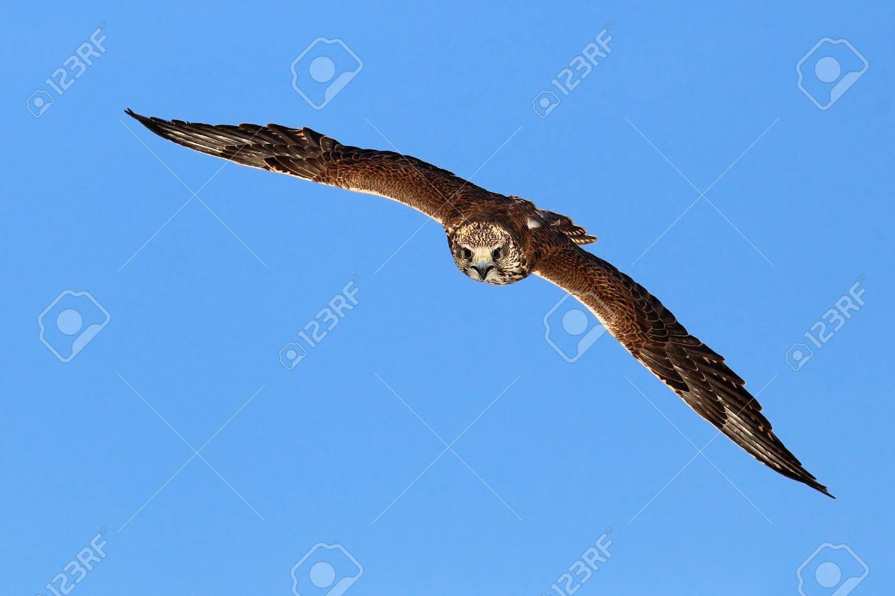Flying Falcon With Forest In The Background Lanner Falcon Bird