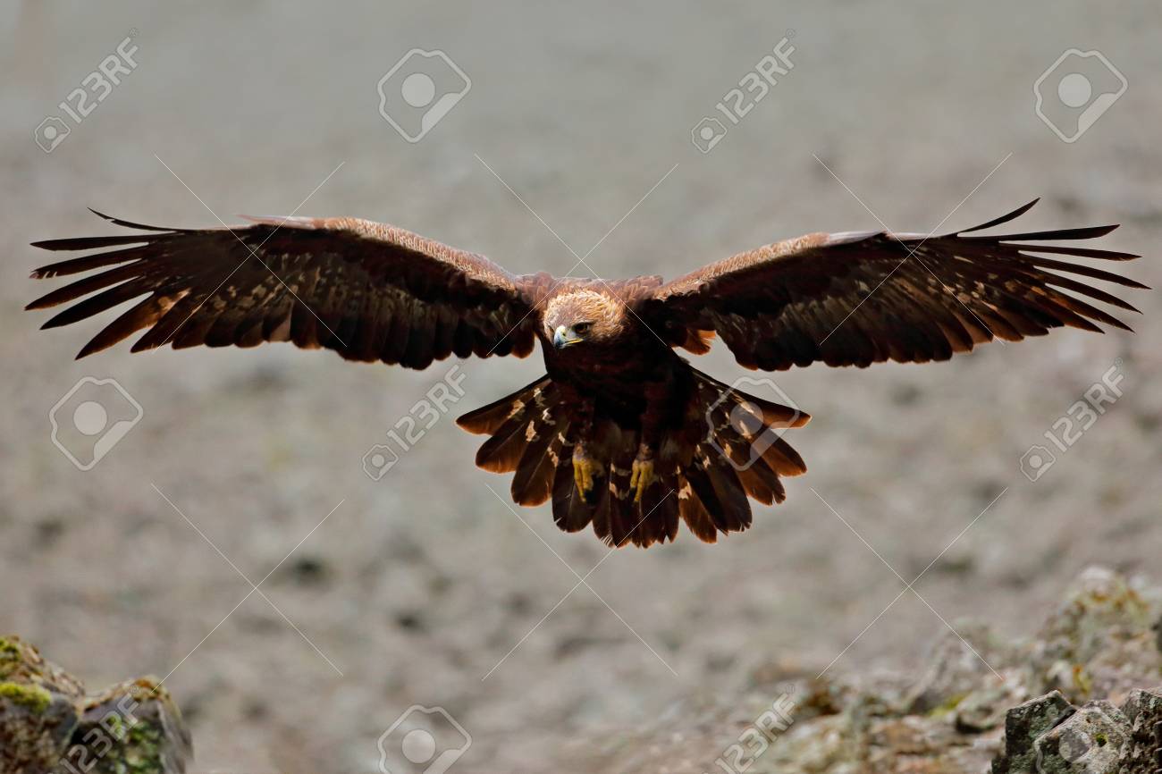 Flying Eagle Bird Behaviour In Rocky Mountain Hunter With Catch