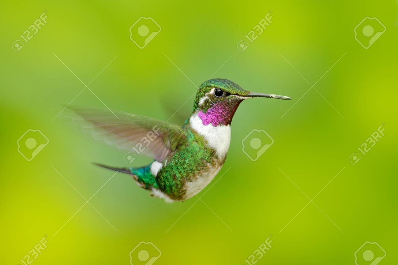 ホワイトベリーウッドスター 明確な緑の背景を持つハチドリ ただやまパからの鳥 エクアドルのハチドリ自然の生息地でハチドリ 熱帯林でハチドリを飛ばす 小さいハチドリ の写真素材 画像素材 Image
