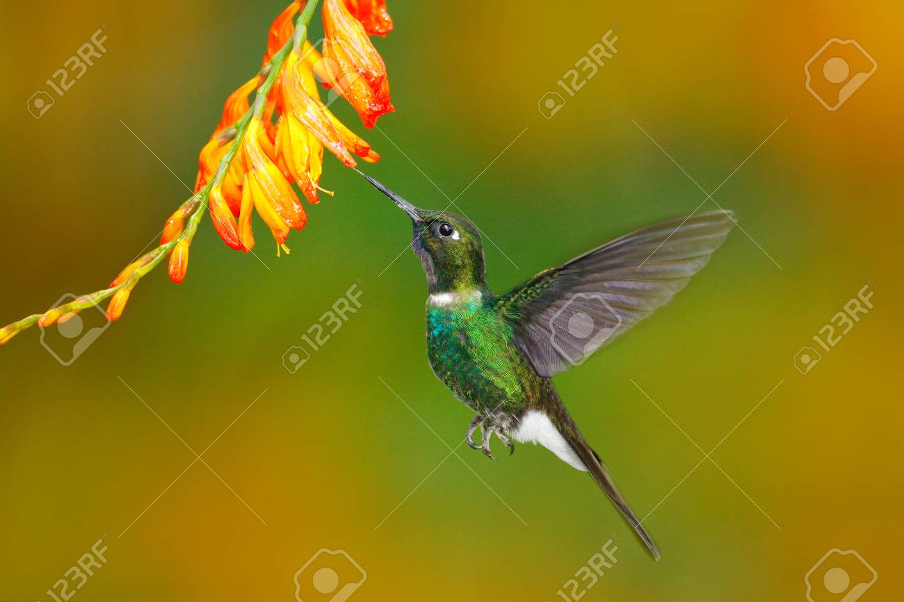 Oiseau Avec Fleur Doranger Colibri Volant Scène Daction Avec Colibri Tourmaline Sunangel Mangeant Le Nectar De La Belle Fleur Jaune En Equateur