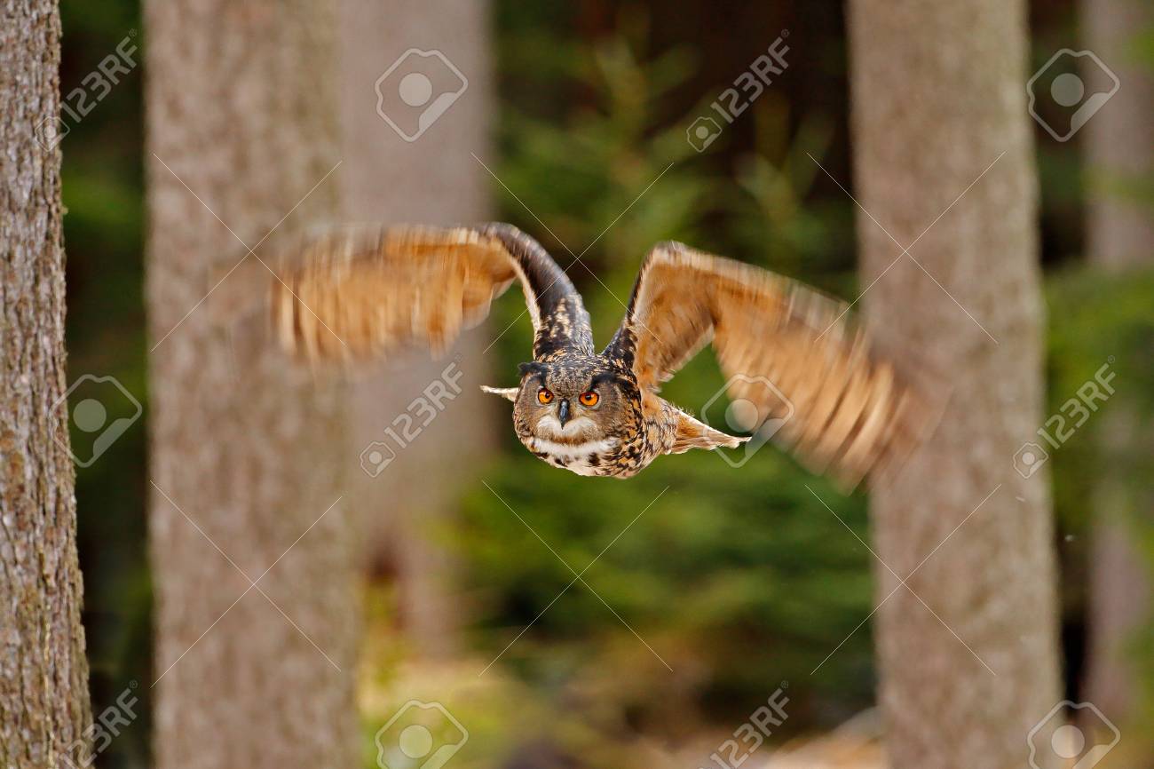 木 広角レンズ写真と森林生息地で開かれた翼を持つユーラシアイーグルフクロウを飛ぶ 自然の野生動物のシーン 飛ぶ鳥フクロウの飛び声森の中に住んでる森の動物 野鳥 の写真素材 画像素材 Image