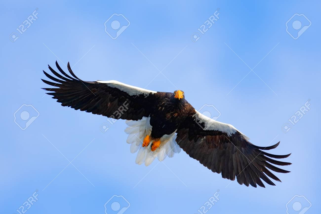 Bird On The Blue Sky Steller S Sea Eagle Haliaeetus Pelagicus Flying Bird Of Prey With Blue Sky In Background Hokkaido Japan Eagle Fly Open Wings Eagle Flight Durring Winter Wildlife Scene Stock