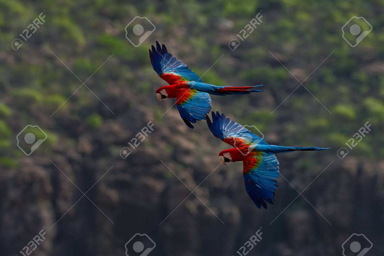 Two Big Parrot In Fly Red And Green Macaw Ara Chloroptera In The Dark Green Forest Habitat Beautiful Macaw Parrot From Panatanal Brazil Bird In Flight Action Wildlife Scene From South America Stock Photo