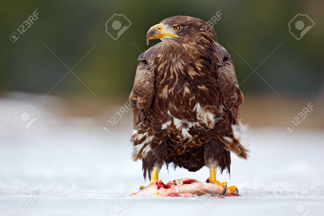 Wildlife Scene From Nature Golden Eagle With Catch Fish In Snowy