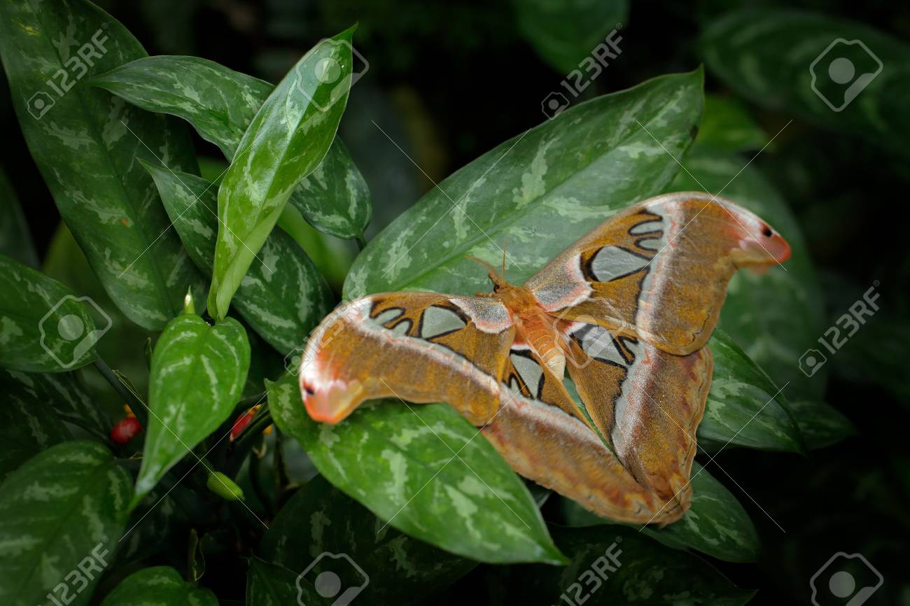 美しい大きな蝶 ジャイアントアトラスモス アタカスアトラス 生息地 インド アジアの野生生物 世界最大の蝶 野生の自然の中で大きな美しい昆虫 インド の写真素材 画像素材 Image