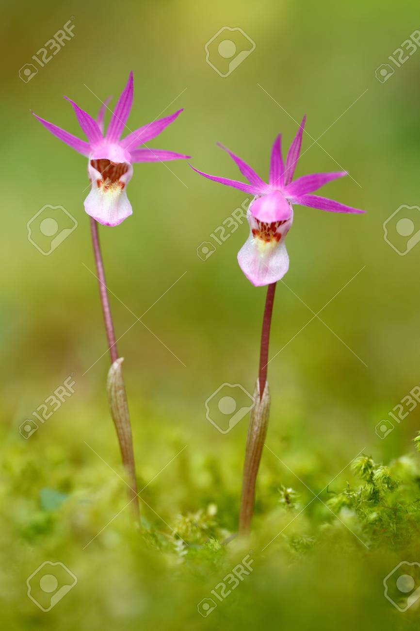 フィンランド産の野生の蘭 カリプソ ブルボサ 美しいピンクの蘭開花ヨーロッパの陸生野生蘭 自然の生息地 花の詳細 ヨーロッパ 2つの花のクローズアップディテール の写真素材 画像素材 Image フィンランド産の野生の蘭 カリプソ ブルボサ 美しいピンクの蘭開花ヨーロッパの陸生野生蘭 自然の生息地 花の詳細 ヨーロッパ 2つの花のクローズアップディテール の写真素材 画像素材 Image