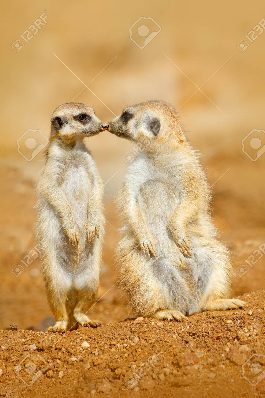 94625565-animal-love-kiss-in-nature-animal-family-funny-image-from-africa-nature-cute-meerkat-suricata-surica.jpg