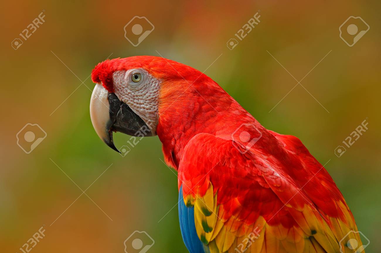 Big Red Parrot Scarlet Macaw Ara Macao Bird Sitting On Branch Costa Rica Wildlife Scene From Tropic Forest Nature Beautiful Parrot In Forest Nature Habitat Summer Day With Macaw Stock Photo Picture