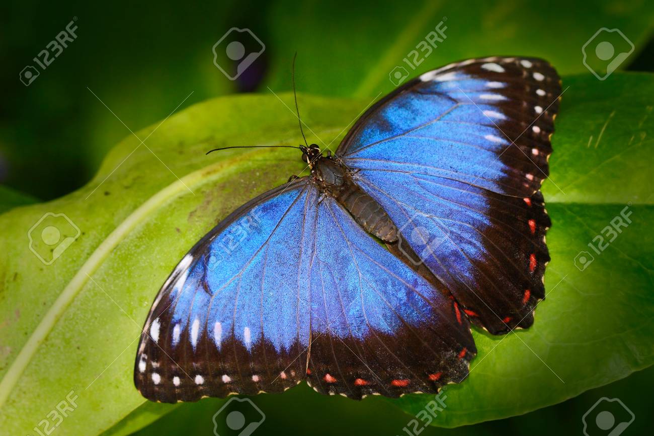 Beautiful Insect In Nature Habitat, Wildlife Scene. Butterfly In The Green  Forest In Honduras, Central America. Blue Butterfly. Blue Morpho, Morpho  Peleides. Stock Photo, Picture and Royalty Free Image. Image 95932810., image size:1300x866