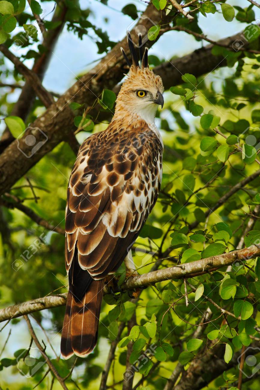 Hawk Eagle Mit Haube Spizaetus Cirrhatus Ceylanensis Schoner Raubvogel Von Sri Lanka Lizenzfreie Fotos Bilder Und Stock Fotografie Image