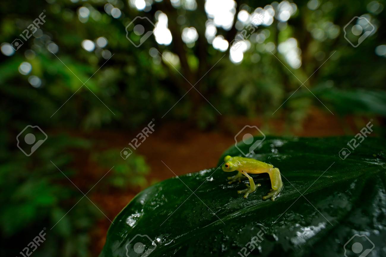 frog in tropic habitat fleschmann s glass frog hyalinobatrachium