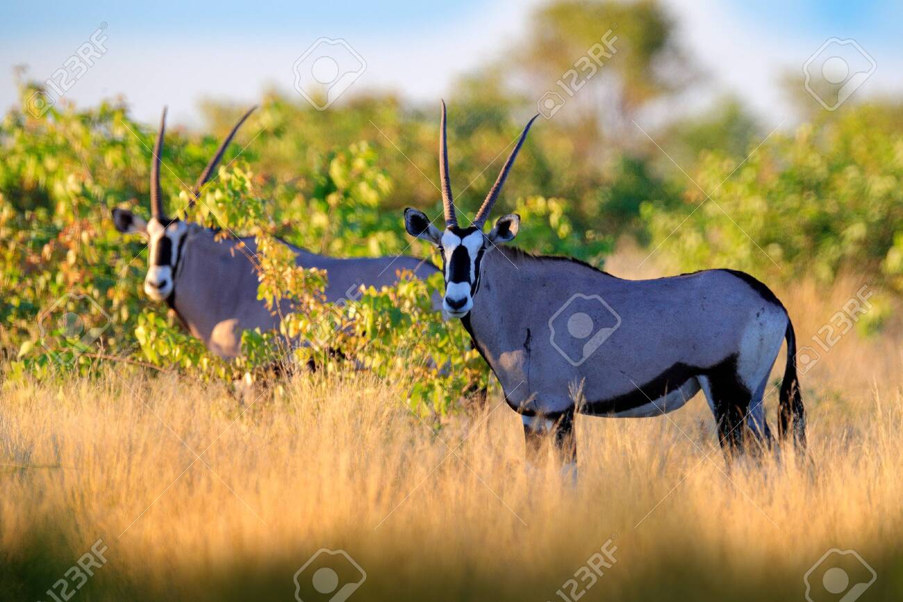 The Kalahari oryx or Gemsbuck is one beautiful Africa antelope.. In my  opinion, only the sable is more handsome. Watch my oryx video hunt posting  at noon eastern today... My African Bowhunting, image size:1300x866
