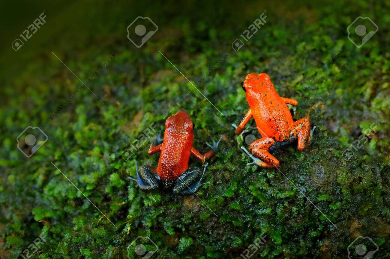 코스타리카의 자연 서식지에 있는 빨간 딸기 독 다트 개구리, Dendrobates Pumilio. 독 붉은 개구리의 클로즈업 초상화입니다. 열대 지방의 희귀 양서류. 야생 동물 정글. 숲에서 개구리입니다. 로열티 무료 사진, 그림, 이미지 그리고 스톡포토그래피. 코스타리카의 자연 서식지에 있는 빨간 딸기 독 다트 개구리, Dendrobates Pumilio. 독 붉은 개구리의 클로즈업 초상화입니다. 열대 지방의 희귀 양서류. 야생 동물 정글. 숲에서 개구리입니다. 로열티 무료 사진, 그림, 이미지 그리고 스톡포토그래피.