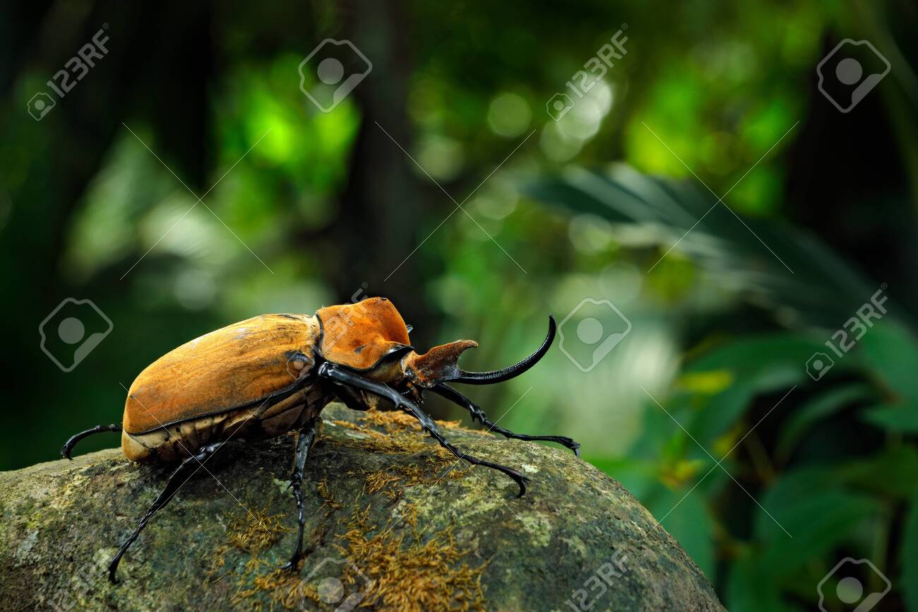 Rhinoceros elephant beetle, Megasoma elephas, big insect from rain forest in Costa Rica. Beetle sitting on stone in the green jungle habitat. Wide angle lens photo of beautiful animal in green jungle - 149792411 Rhinoceros elephant beetle, Megasoma elephas, big insect from rain forest in Costa Rica. Beetle sitting on stone in the green jungle habitat. Wide angle lens photo of beautiful animal in green jungle - 149792411