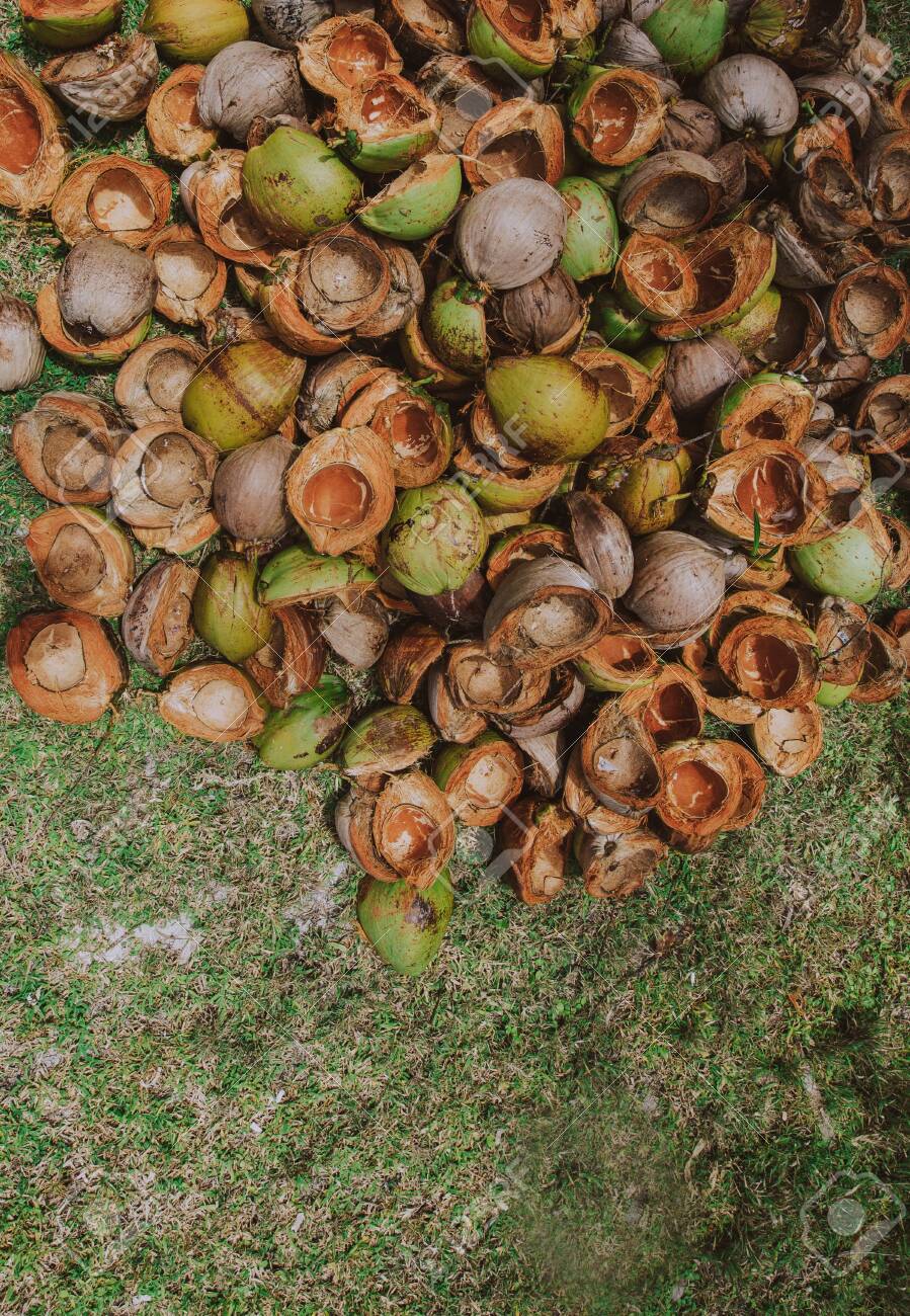 Palm Tree Jungle In The Philippines Concept About Wanderlust Stock Photo Picture And Royalty Free Image Image 136527515