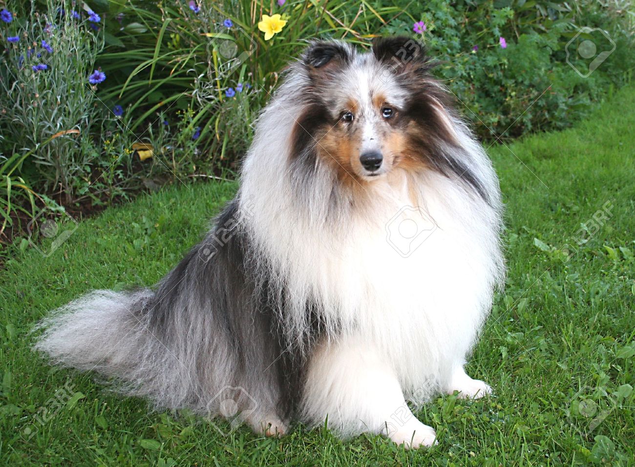 blue sheltie