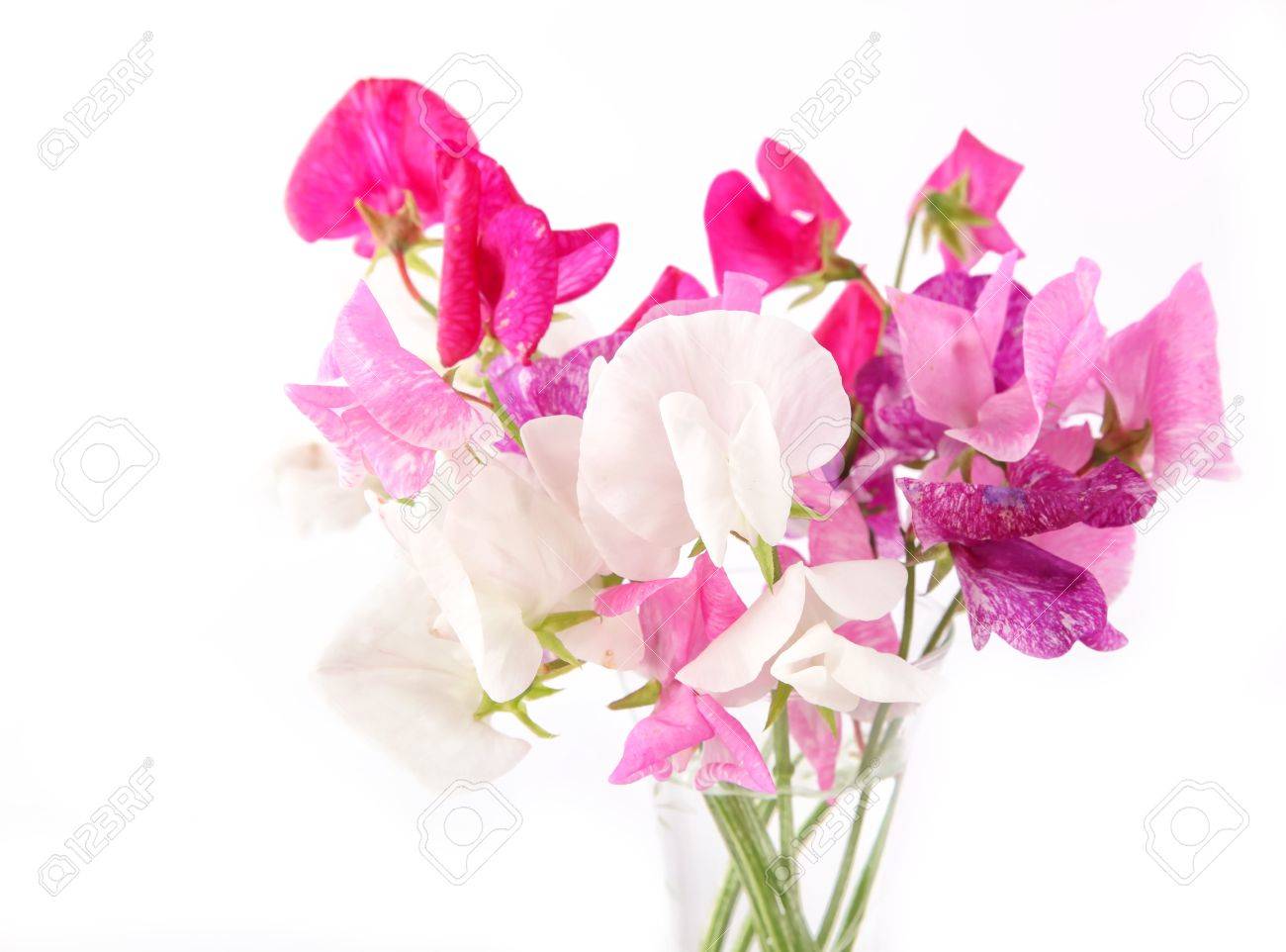Sweet Pea Flowers In A Glass Vase Stock Photo Picture And