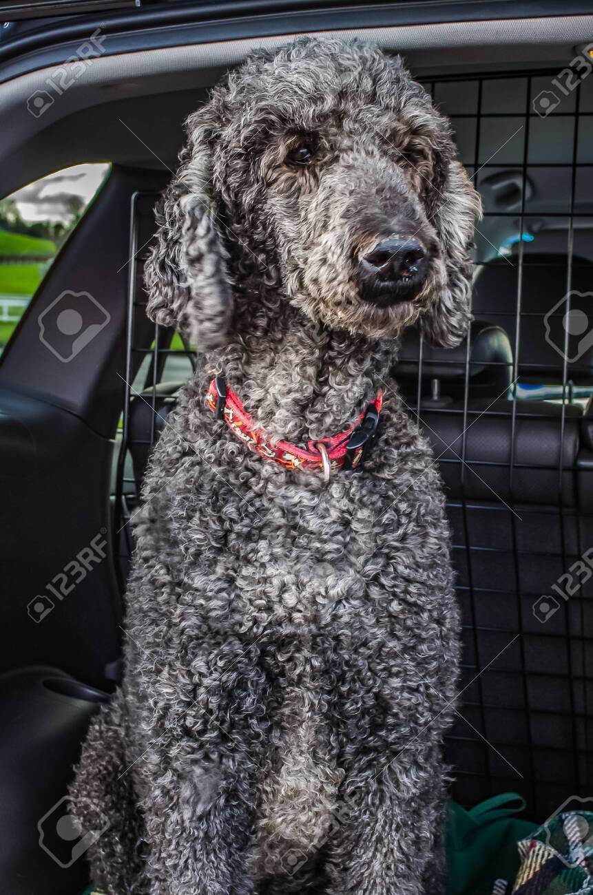 fly off spray for dogs