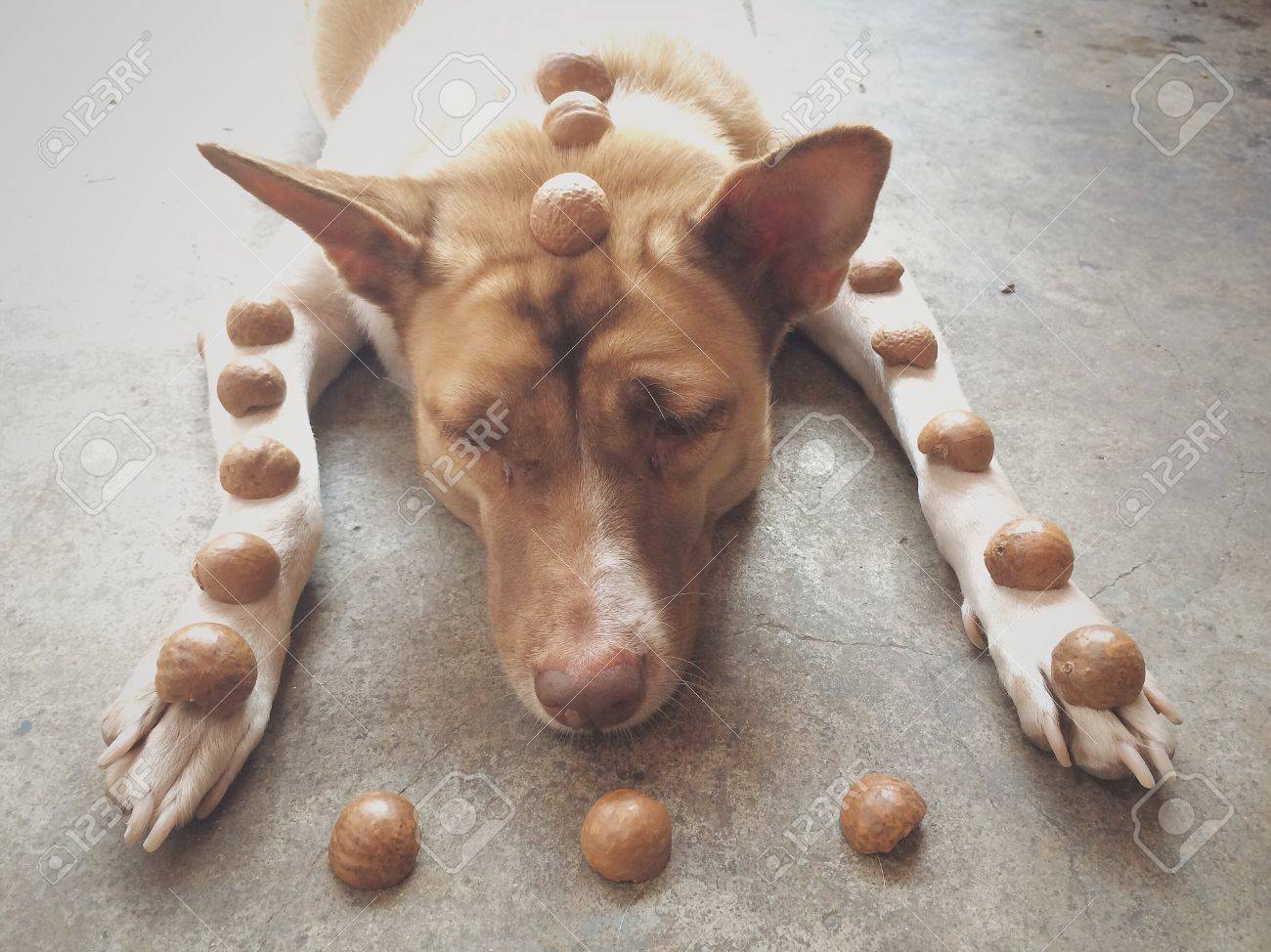 etiam-dictum-ipsum-a-felis