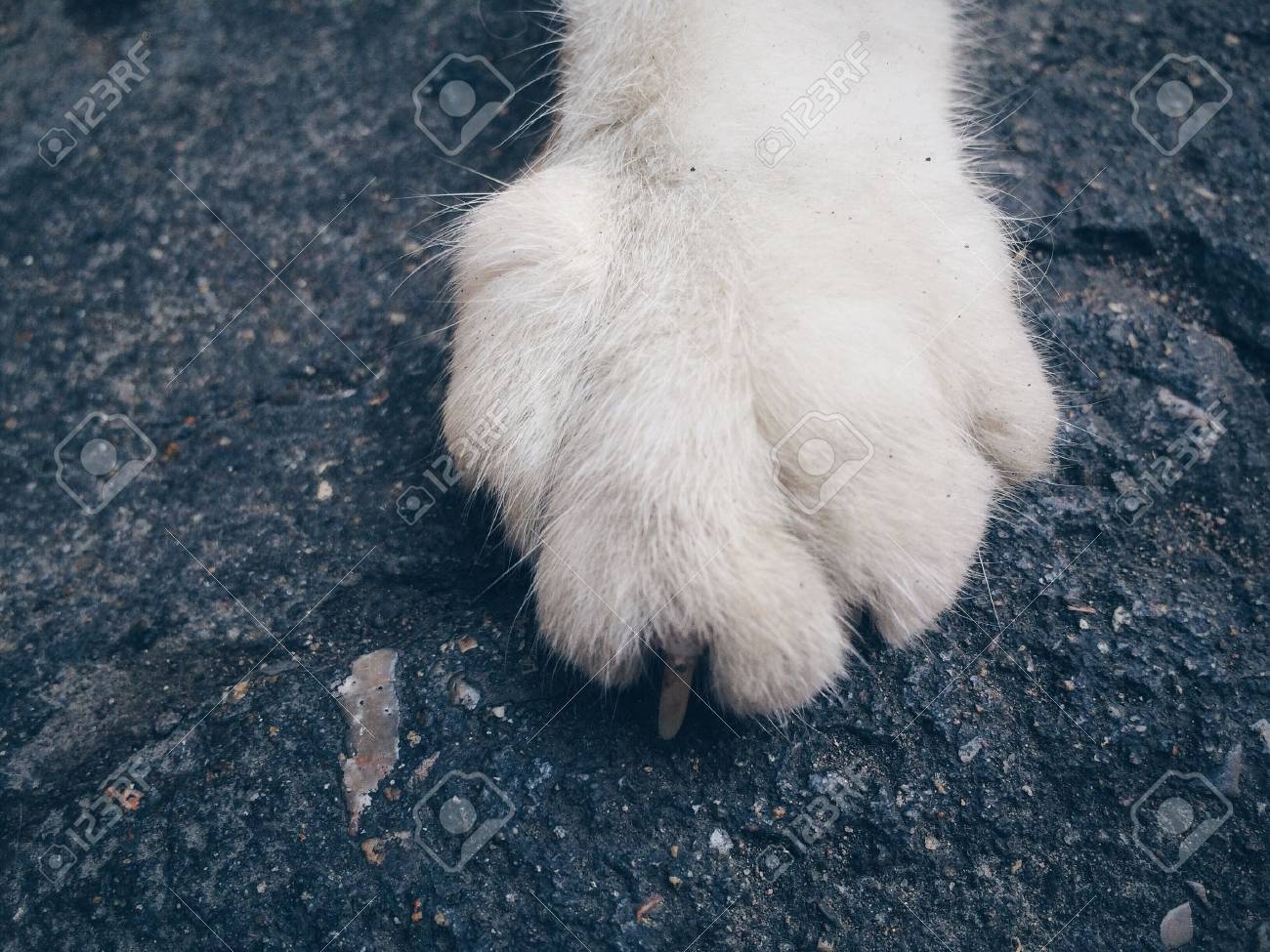 etiam-dictum-ipsum-a-felis